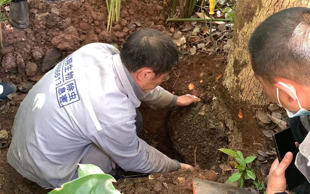 重庆白蚁防治|白蚁防治温馨提示