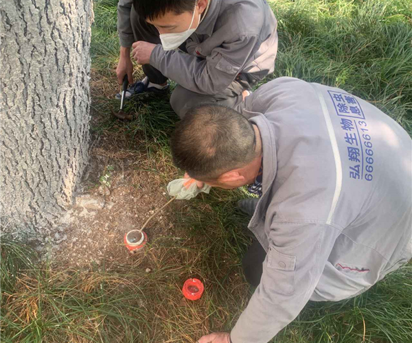 重庆白蚁防治|白蚁防治可分为预防和治理两个方面
