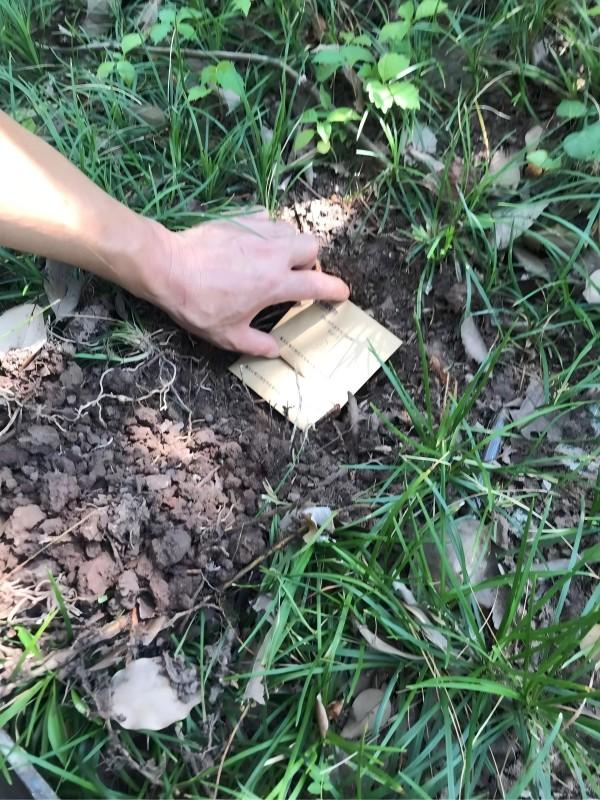重庆家庭白蚁危害|白蚁为什么喜欢木头，具体的消杀方法