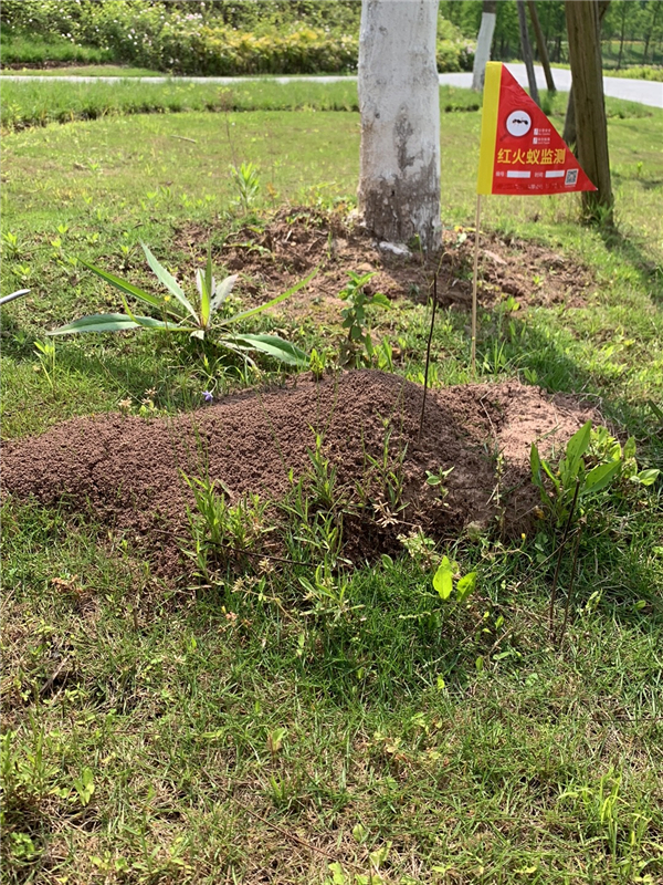 红火蚁蚁丘.jpg